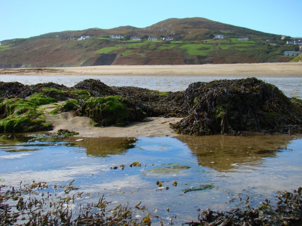 Currach single malt irish whiskey seaweed cask