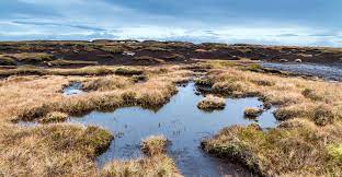 Peat ecosystem and Scotch Whisky